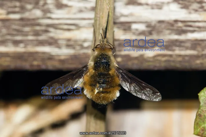 : Large Bee Fly - resting on fence : Large Bee Fly - resting on fence
