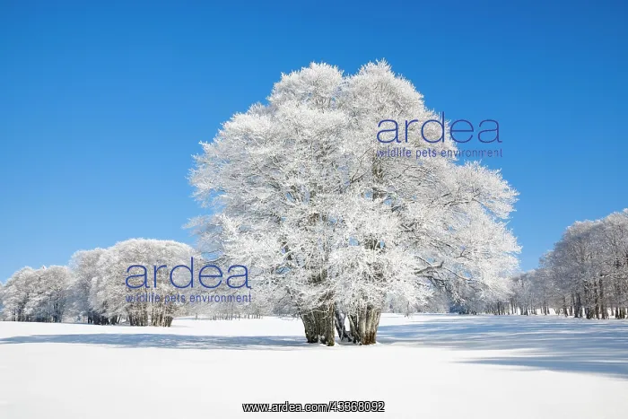 : Large beech tree covered with deep snow under blue : Large beech tree covered with deep snow under blue