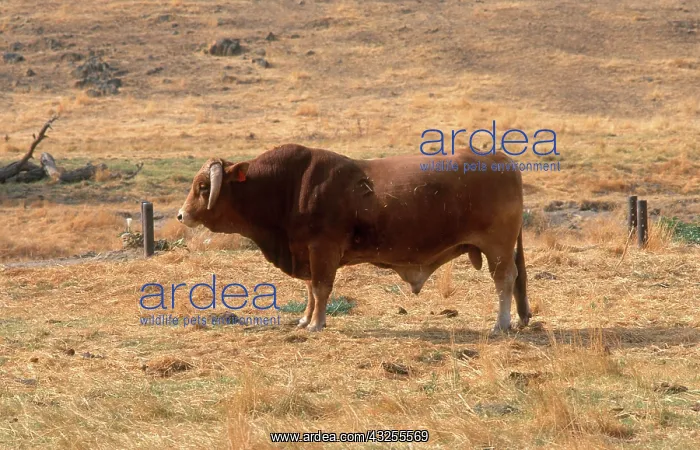 : Large Beef Bull : Large Beef Bull