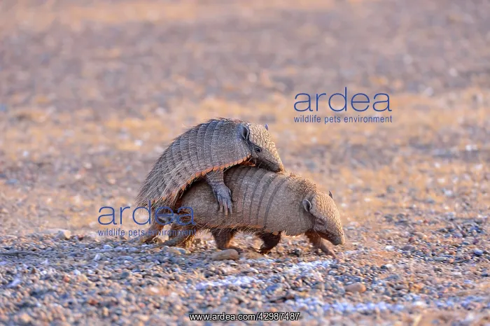 : Large / Big Hairy Armadillo : Large / Big Hairy Armadillo