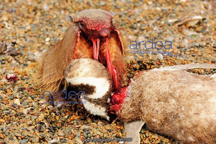 : Large / Big Hairy Armadillo : Large / Big Hairy Armadillo