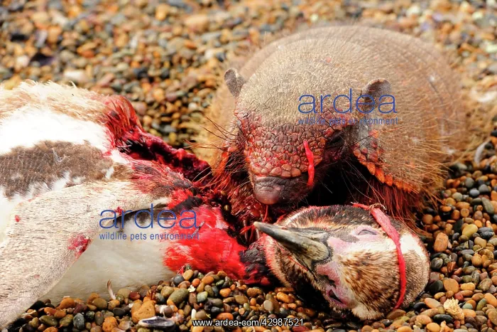  : Large  /  Big Hairy Armadillo