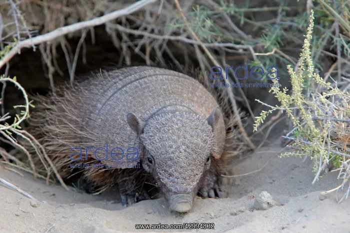 : Large / Big Hairy Armadillo : Large / Big Hairy Armadillo