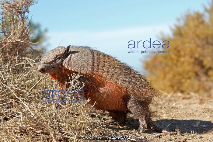 : Large / Big Hairy Armadillo : Large / Big Hairy Armadillo