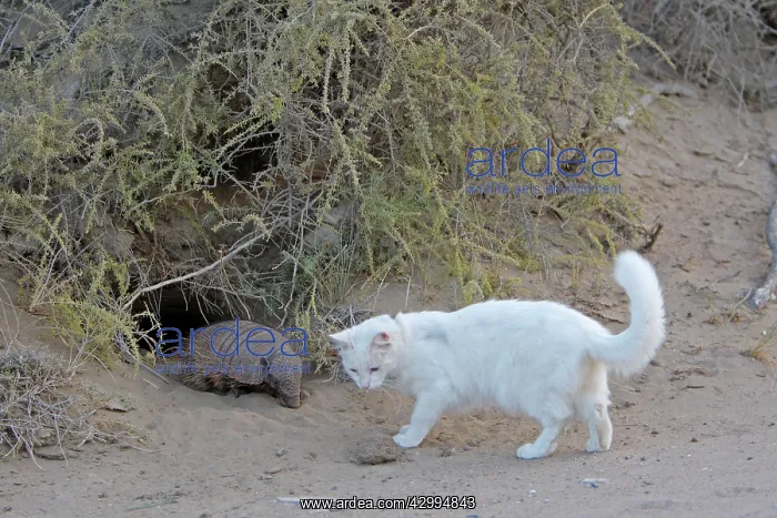 : Large / Big Hairy Armadillo - with Cat : Large / Big Hairy Armadillo - with Cat