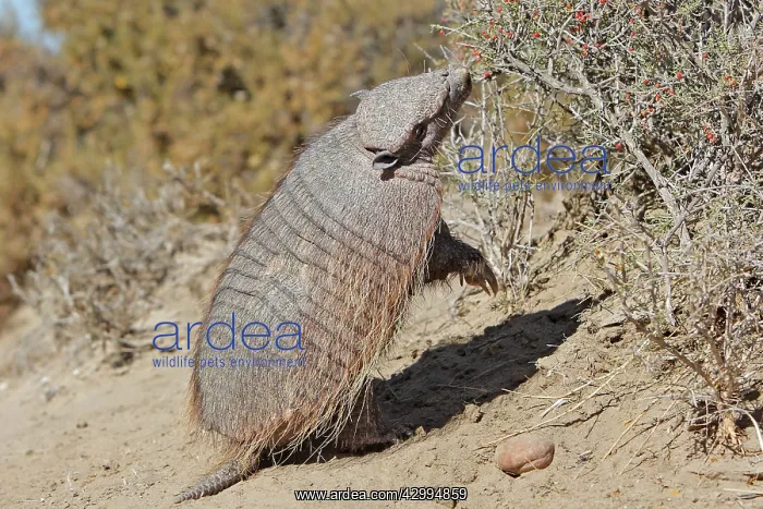 : Large / Big Hairy Armadillo - feeding : Large / Big Hairy Armadillo - feeding