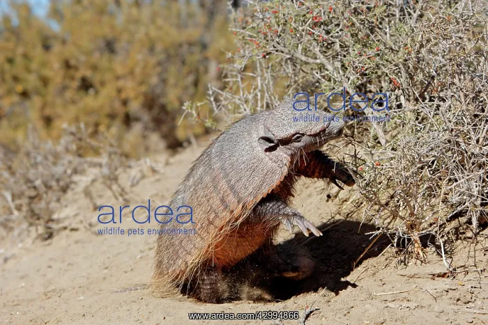 : Large / Big Hairy Armadillo - feeding : Large / Big Hairy Armadillo - feeding
