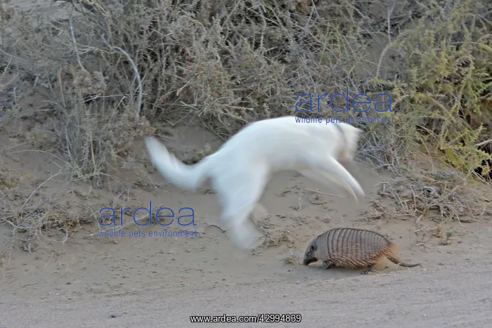 : Large / Big Hairy Armadillo - with jumping Cat : Large / Big Hairy Armadillo - with jumping Cat