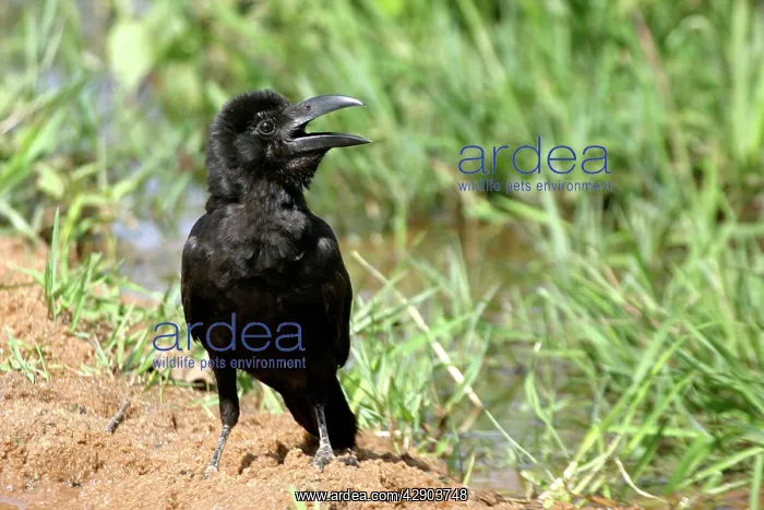 : Large-billed Crow : Large-billed Crow