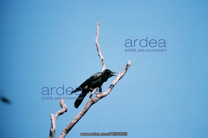  : Large-billed Crow