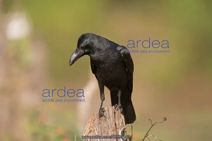 : Large-billed Crow : Large-billed Crow