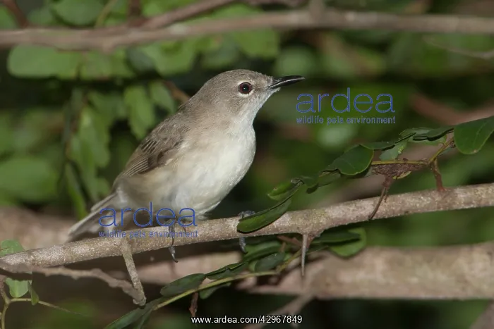 : Large-billed Gerygone : Large-billed Gerygone