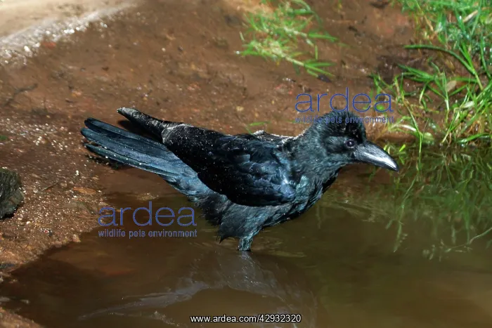 : Large-billed / Jungle Crow - Bathing : Large-billed / Jungle Crow - Bathing