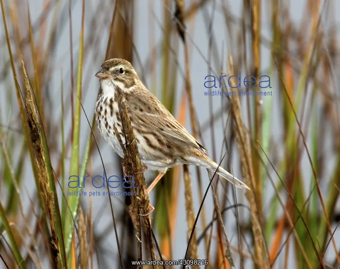 : Large-Billed Savannah Sparrow : Large-Billed Savannah Sparrow