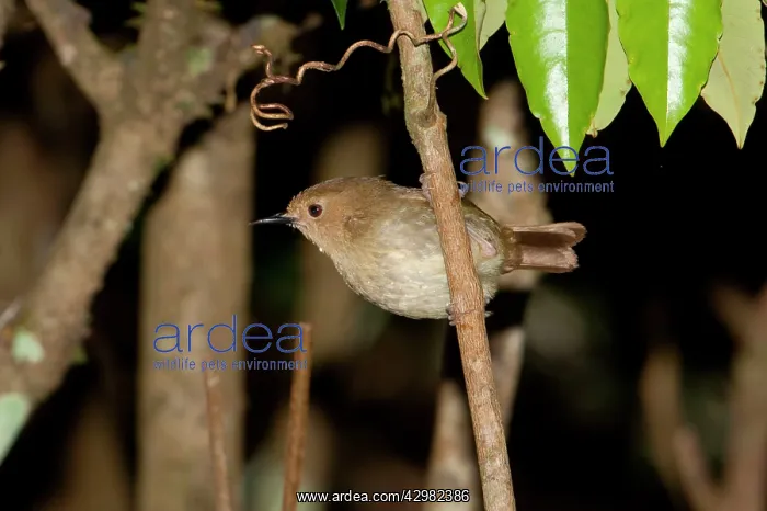 : Large-billed Scrubwren : Large-billed Scrubwren