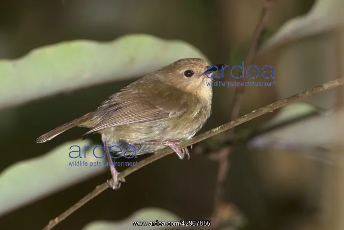 : Large-billed Scrubwren - perched on a twig : Large-billed Scrubwren - perched on a twig