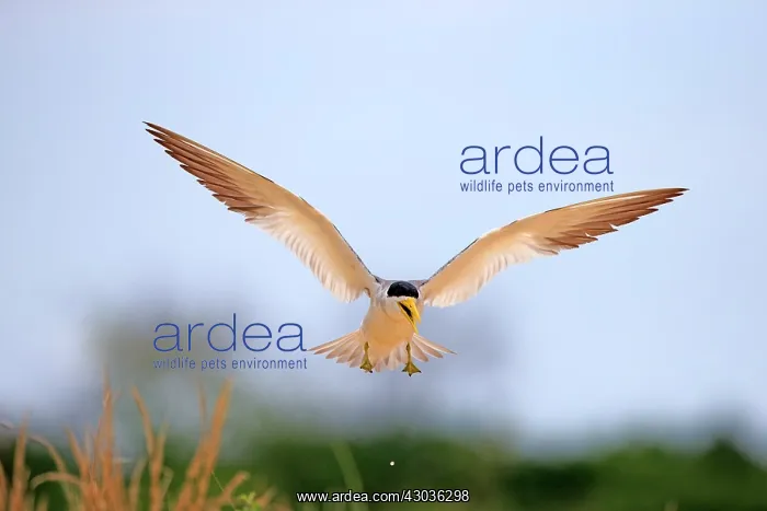 : Large-billed Tern in flight Pantanal area Mato Grosso : Large-billed Tern in flight Pantanal area Mato Grosso