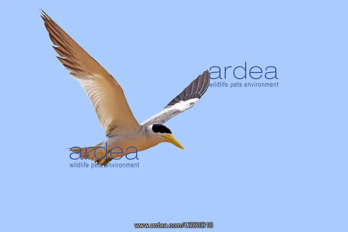: Large-billed Tern in flight Pantanal area Mato Grosso : Large-billed Tern in flight Pantanal area Mato Grosso