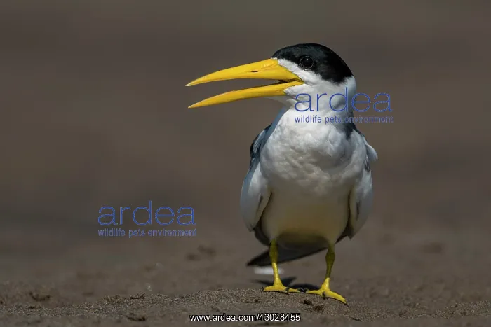  : Large-billed Tern, Los Llanos, Colombia