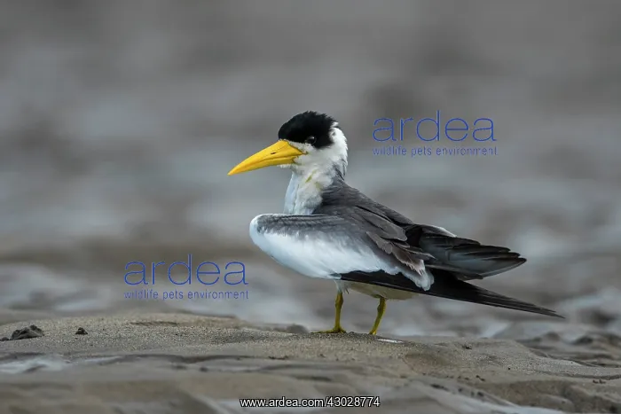  : Large-billed Tern, Los Llanos, Colombia
