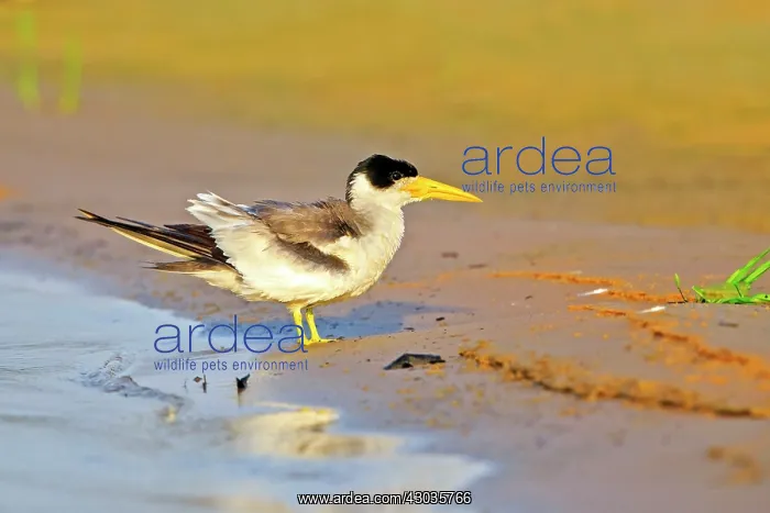 : Large-billed Tern Pantanal area Mato Grosso Brazil : Large-billed Tern Pantanal area Mato Grosso Brazil