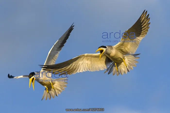 : Large-billed Tern (Phaetusa simplex) pair displ : Large-billed Tern (Phaetusa simplex) pair displ