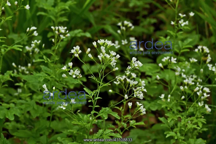 : Large Bitter-Cress (Cardamine amara). Allindelille : Large Bitter-Cress (Cardamine amara). Allindelille
