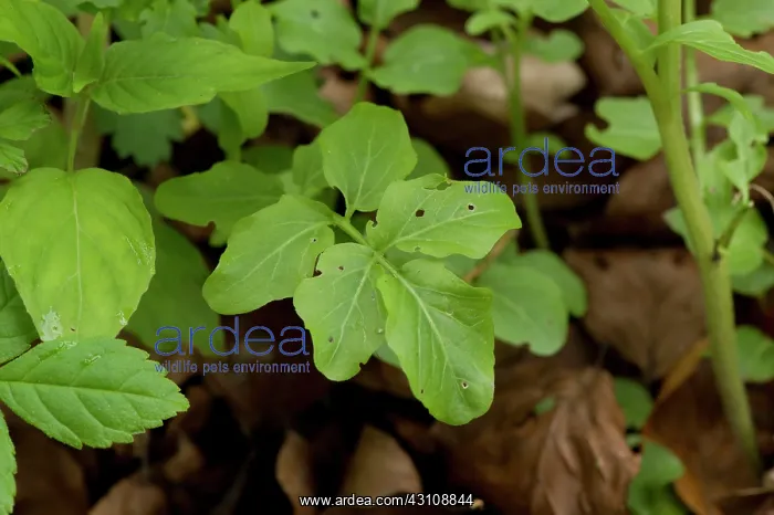 : Large Bitter-Cress (Cardamine amara). Allindelille : Large Bitter-Cress (Cardamine amara). Allindelille