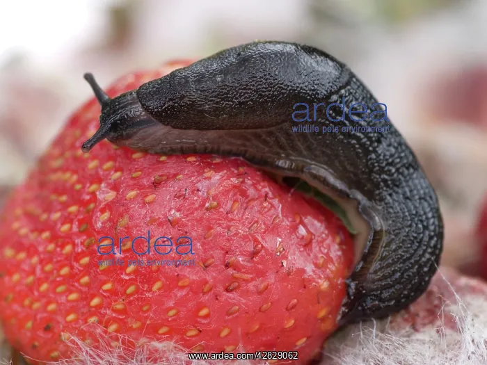 : Large Black Slug on mouldy strawberries : Large Black Slug on mouldy strawberries