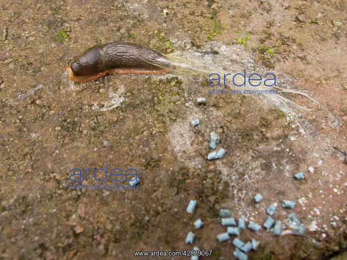 : Large Black Slug - orange form - killed by slug pellets : Large Black Slug - orange form - killed by slug pellets