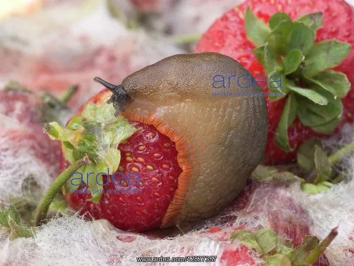 : Large Black Slug - orange form - on mouldy strawberries : Large Black Slug - orange form - on mouldy strawberries