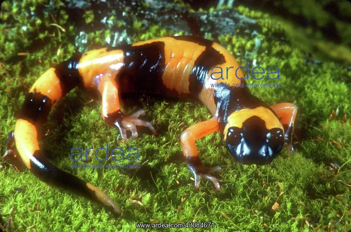 : Large Blotched Ensatina : Large Blotched Ensatina