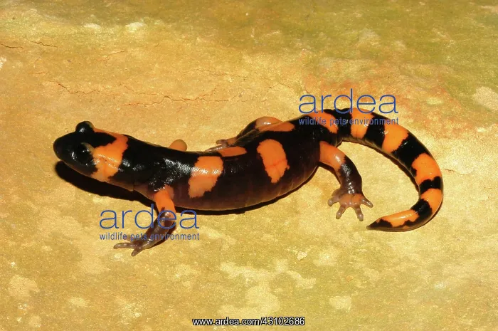 : Large-blotched Ensatina : Large-blotched Ensatina
