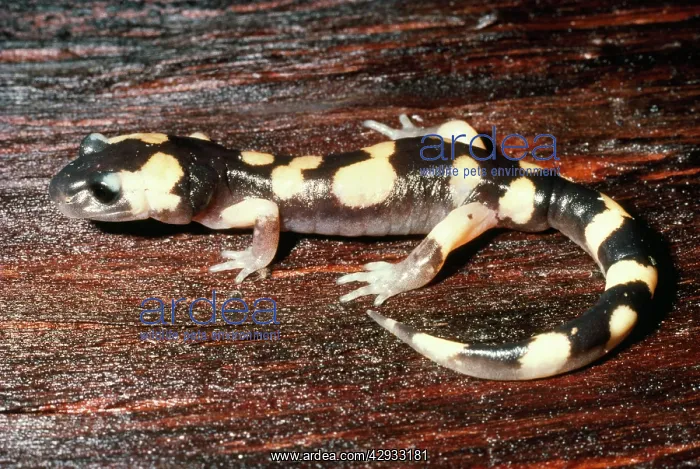: Large-blotched Salamander : Large-blotched Salamander