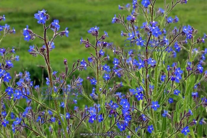 : Large Blue Alkanet : Large Blue Alkanet