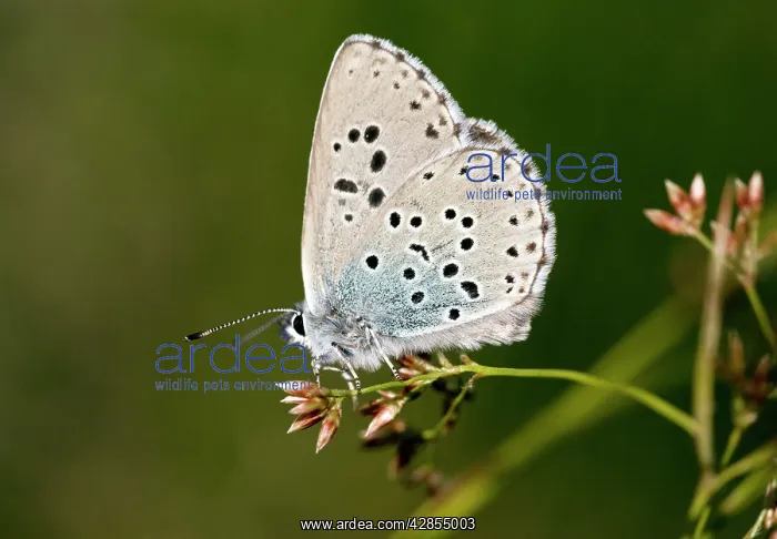 : Large Blue Butterfly : Large Blue Butterfly