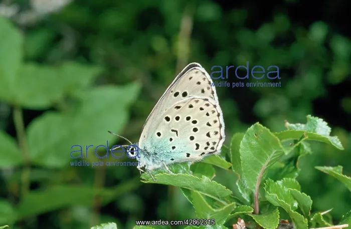 : Large Blue Butterfly : Large Blue Butterfly
