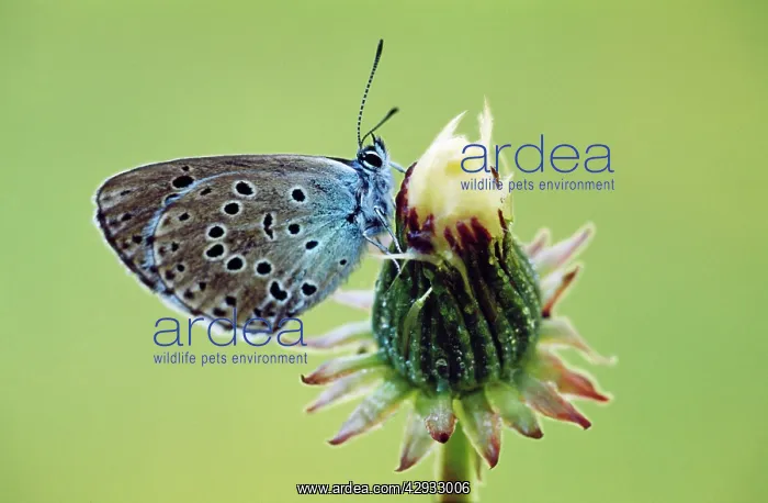 : Large Blue Butterfly : Large Blue Butterfly