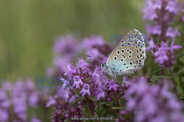 : Large Blue Butterfly - Female - Wild Thyme - Somerset - UK : Large Blue Butterfly - Female - Wild Thyme - Somerset - UK