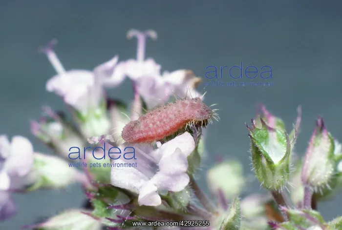 : Large Blue BUTTERFLY - Larva / caterpillar on thyme flowers : Large Blue BUTTERFLY - Larva / caterpillar on thyme flowers