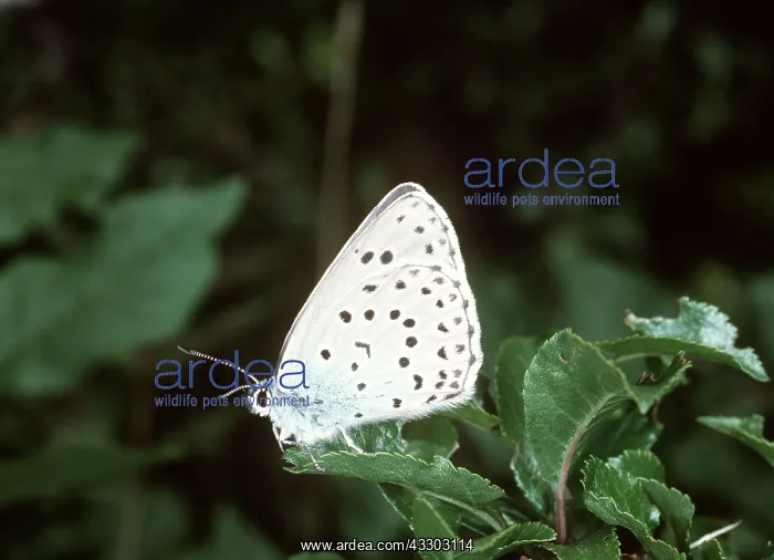 : LARGE BLUE BUTTERFLY - on leaf : LARGE BLUE BUTTERFLY - on leaf