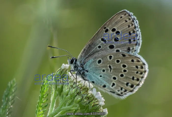 : Large Blue, Maculinea arion butterfly on limesto : Large Blue, Maculinea arion butterfly on limesto
