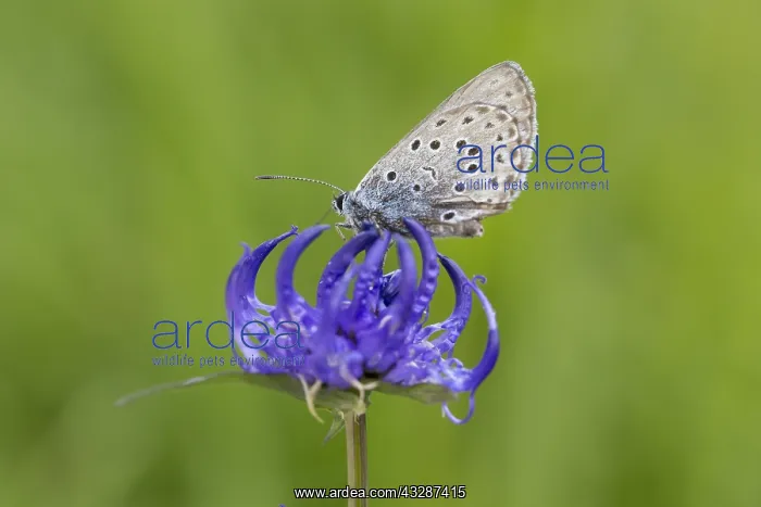 : Large Blue on Round-headed Rampion - Hohe Tauern : Large Blue on Round-headed Rampion - Hohe Tauern