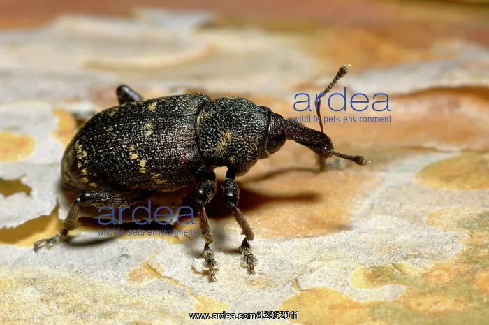 : Large brown trunk beetle / Pine weewil / True weewil : Large brown trunk beetle / Pine weewil / True weewil