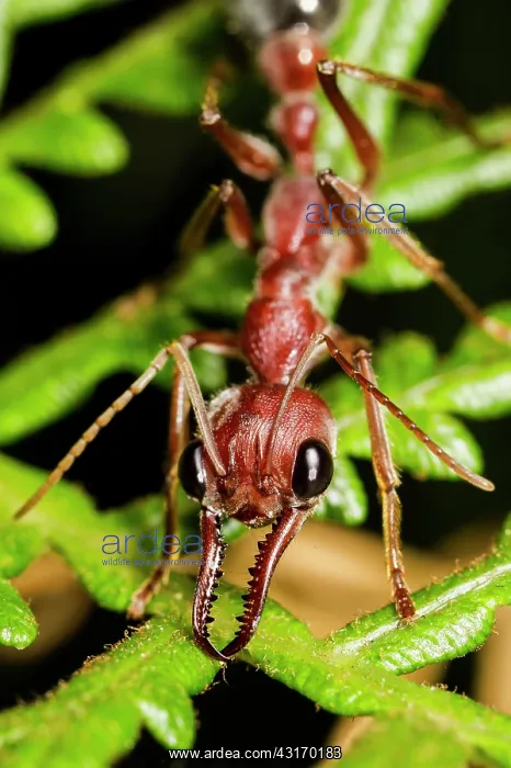 : A large Bull Ant (Myrmecia sp), Australia : A large Bull Ant (Myrmecia sp), Australia