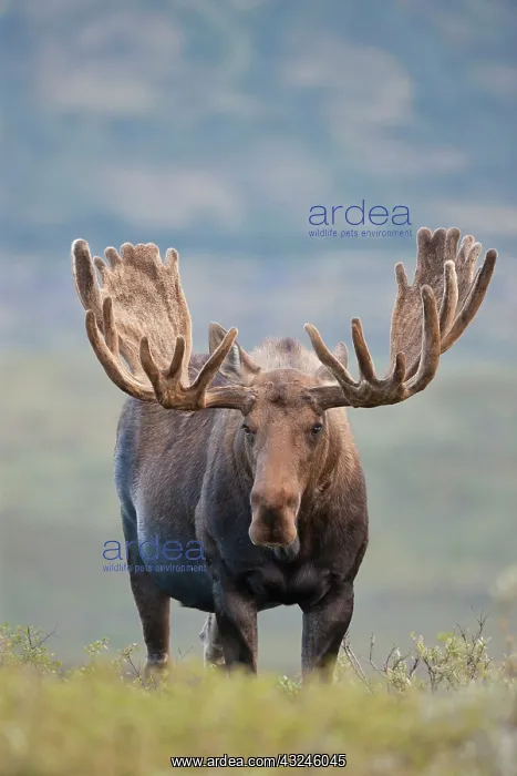 : A large bull moose stands among willows : A large bull moose stands among willows