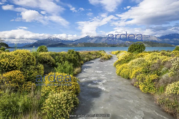 : Large bushes of yellow flowering lupins on the banks of a torrent flowing into Lago General Carrera : Large bushes of yellow flowering lupins on the banks of a torrent flowing into Lago General Carrera