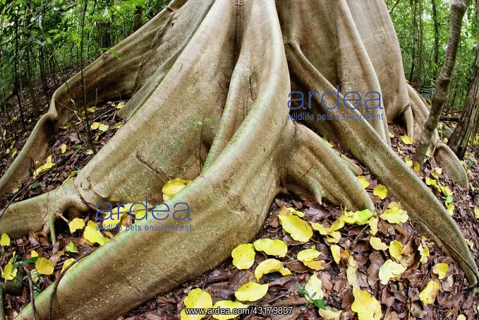 : The large buttress roots of a Dracontomeium dao tree : The large buttress roots of a Dracontomeium dao tree