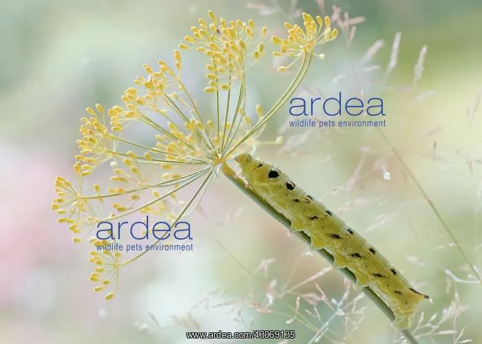 : Dill. Large caterpillar climbing along stem of Dill, Anethum graveolens flower head : Dill. Large caterpillar climbing along stem of Dill, Anethum graveolens flower head