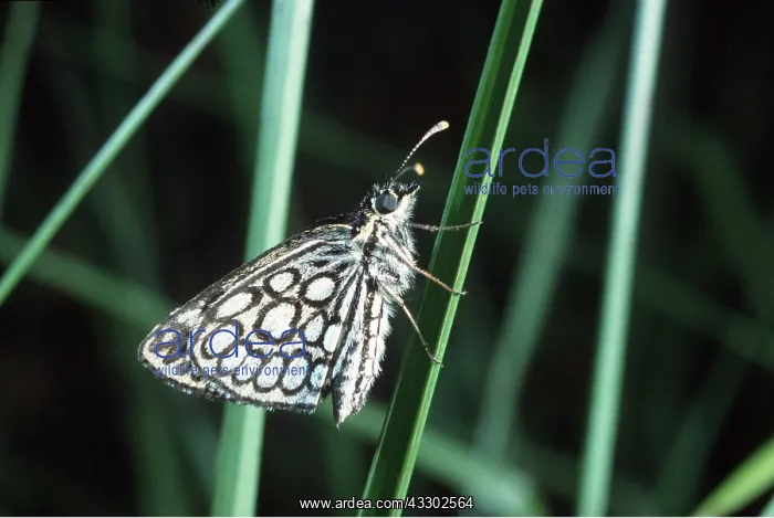 : Large Chequered Skipper Butterfly : Large Chequered Skipper Butterfly